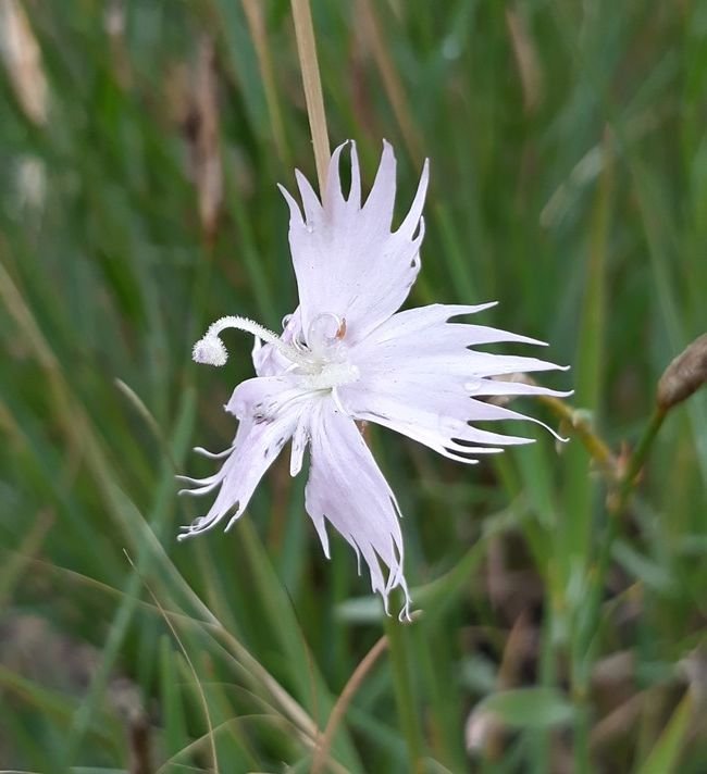 dianthus mooiensis.jpg