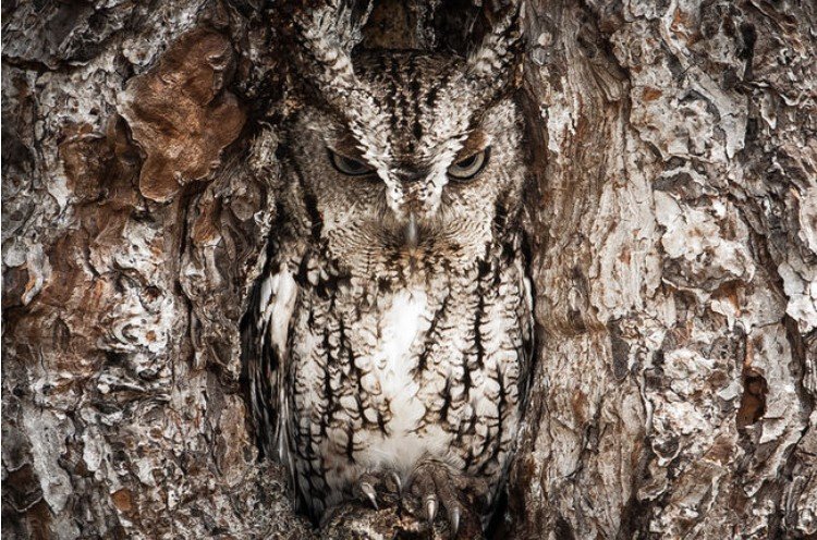 2 Eastern Screech Owl.jpg