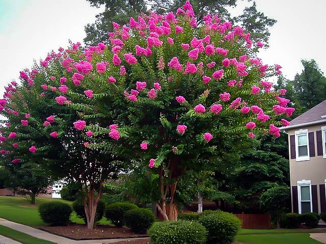 sioux-crape-myrtle-2.jpg