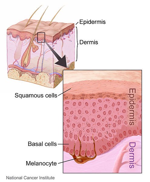 495px-Layers_of_the_skin.jpg