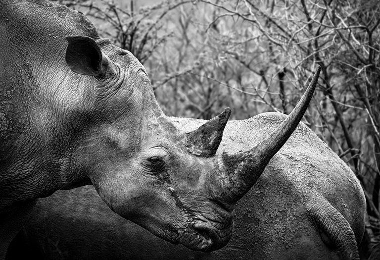 (BW) - Rhino v2.jpg