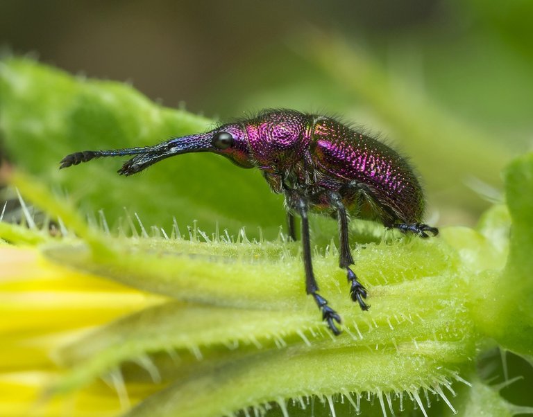 insect-3140639.jpg