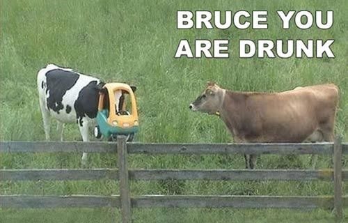 bruce-the-cow-is-drunk.jpg