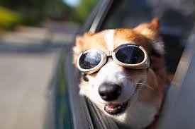 doggy car ride.jpg