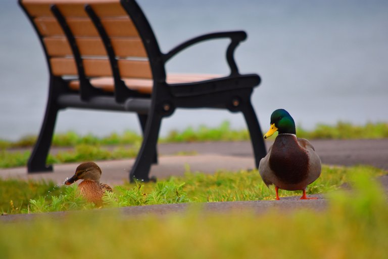Ducks By the bench.jpg