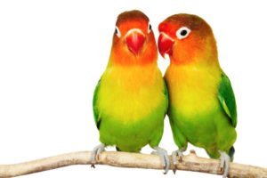 LoveBirds2-300x200.jpg