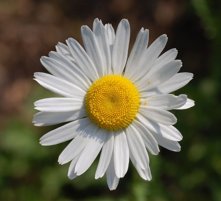 Leucanthemum_vulgare_'Filigran'_Flower_2200px.jpg