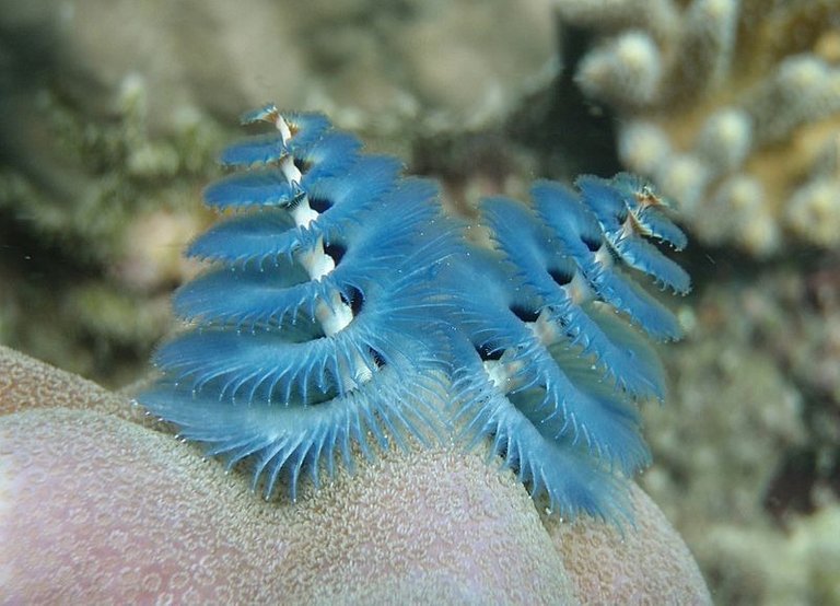 christmas-tree-worm-2[2].jpg