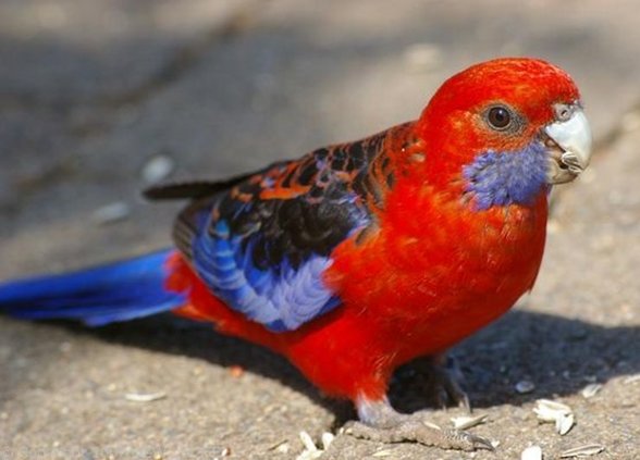 crimson rosella2.jpg