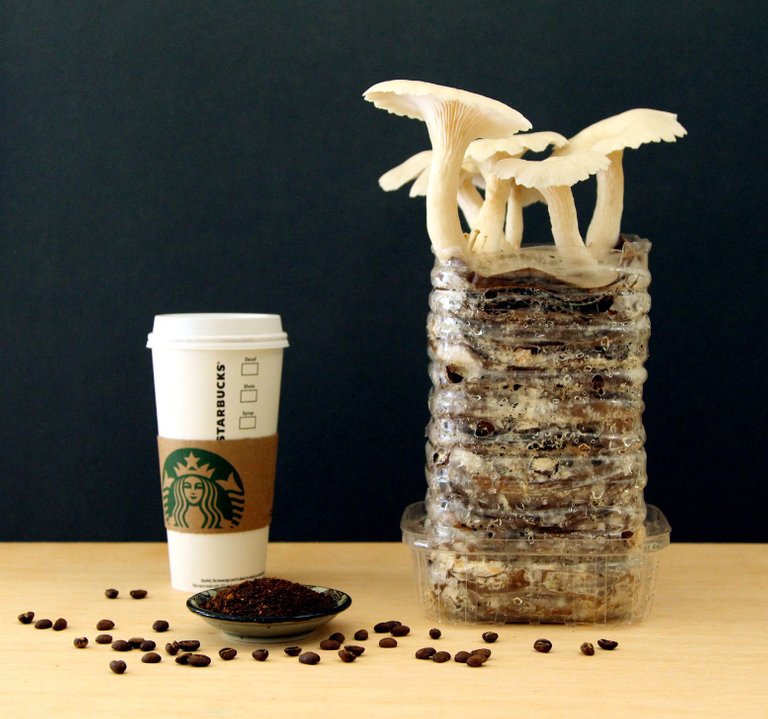 grow-mushrooms-on-coffee-grounds-apieceofrainbowblog-1.jpg