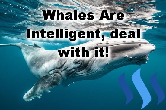 whale thumbnail.jpg