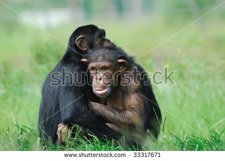 stock-photo-close-up-of-two-cute-chimpanzees-pan-troglodytes-33317671.jpg