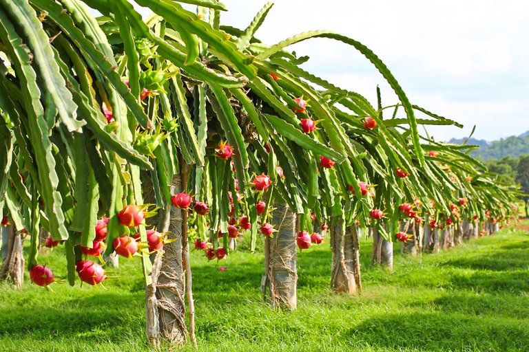 Dragon-fruit-field.jpg