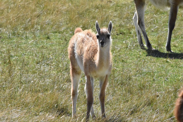 baby-guanaco-curious.jpg