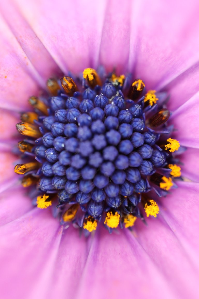 Purple-Flower.jpg