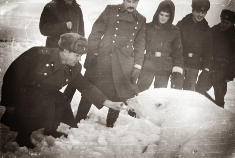 Feeding polar bears from a tank, 1950 (3).jpg