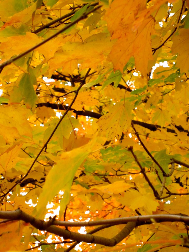 NYC_central_park_fall_leaves_TheGalavantGirl_SteemitJPG.JPG