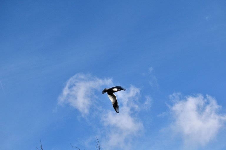DSC_0551.JPG