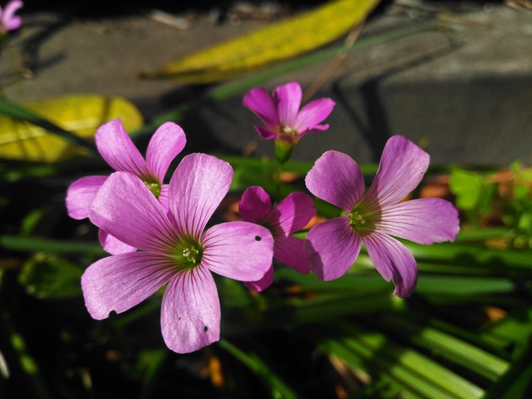 Pink Wood Sorrel.jpg