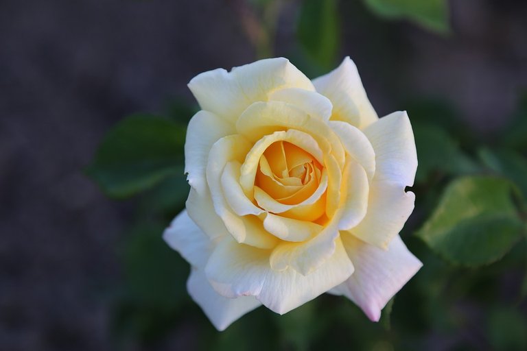 whitish-rose-3360236_960_720.jpg