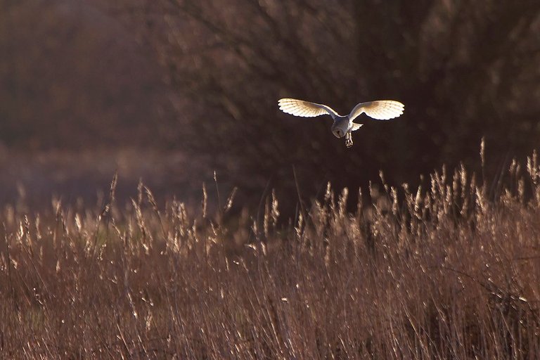 Barn Owl_9173.jpg