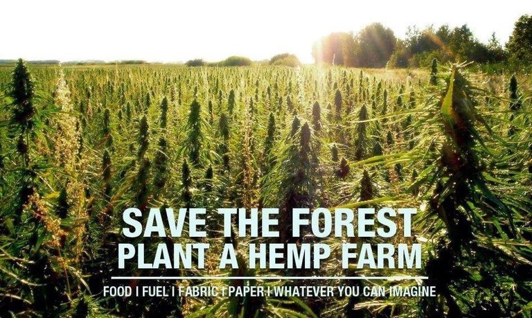 hemp farm.jpg