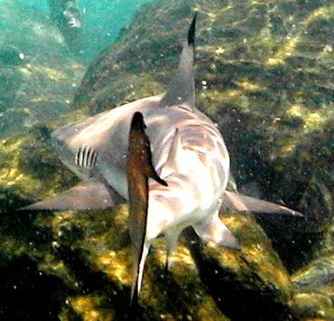 23-Rear-of-black-tip-reef-shark-in-the-phi-phi-shark-watch-snorkel-tour (2).jpg