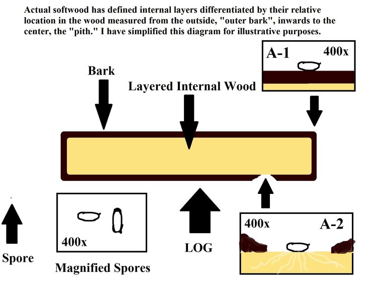 Fir Log Structure.jpg