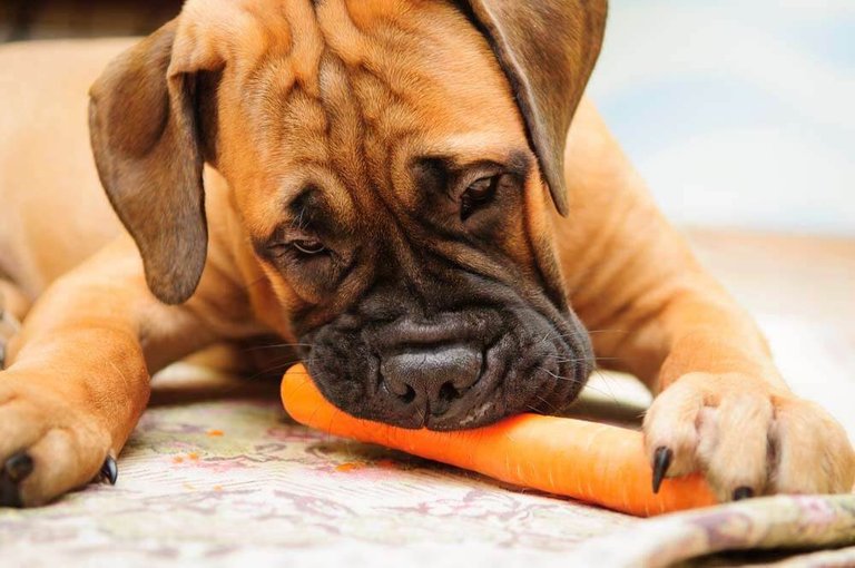 DOGS EATING CARROTS.jpg