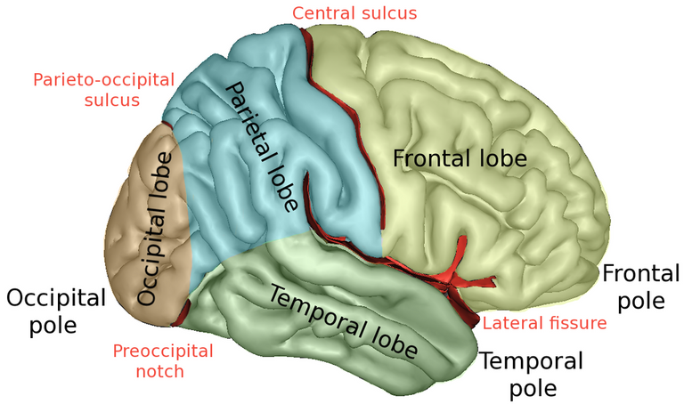 lobes.png