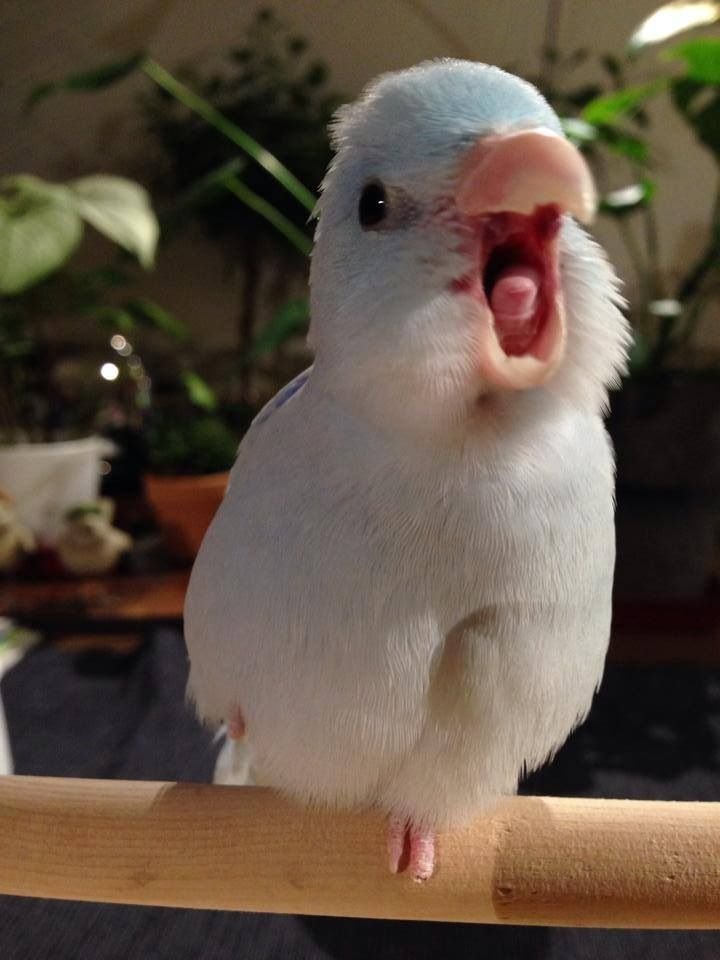 screamingbird.jpg
