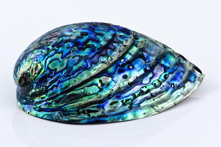 1200-11432730-pearl-abalone-shell.jpg