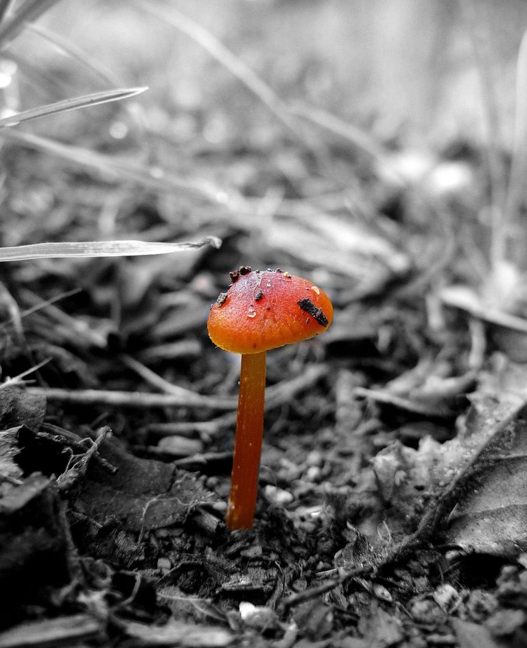 mushroom tiny red coloursplash.jpg