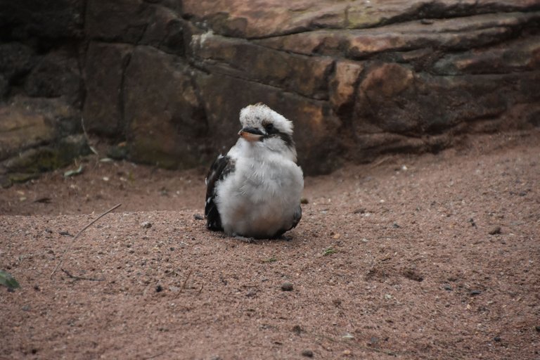 Kookaburra.jpg