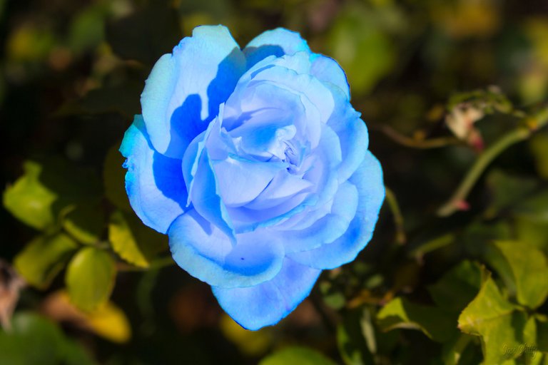 blue-rose.jpg