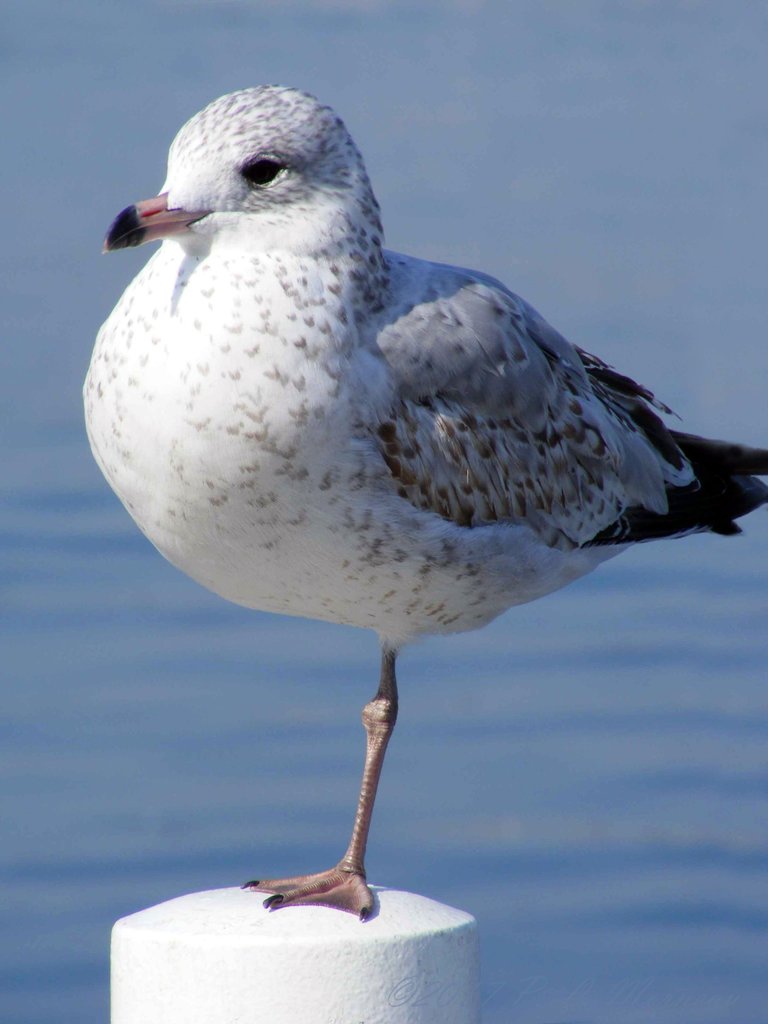 gull.jpg