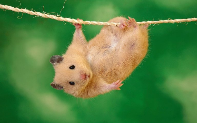 wallpaper-hamster-animal-little-hanging-cute-adventure-newres.jpg