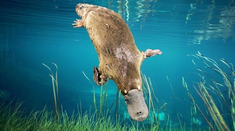 platypus-diving.adapt.945.1 3333.jpg