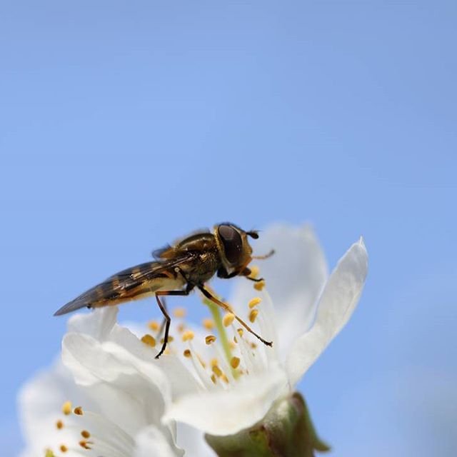 Dutch_nature11.jpg