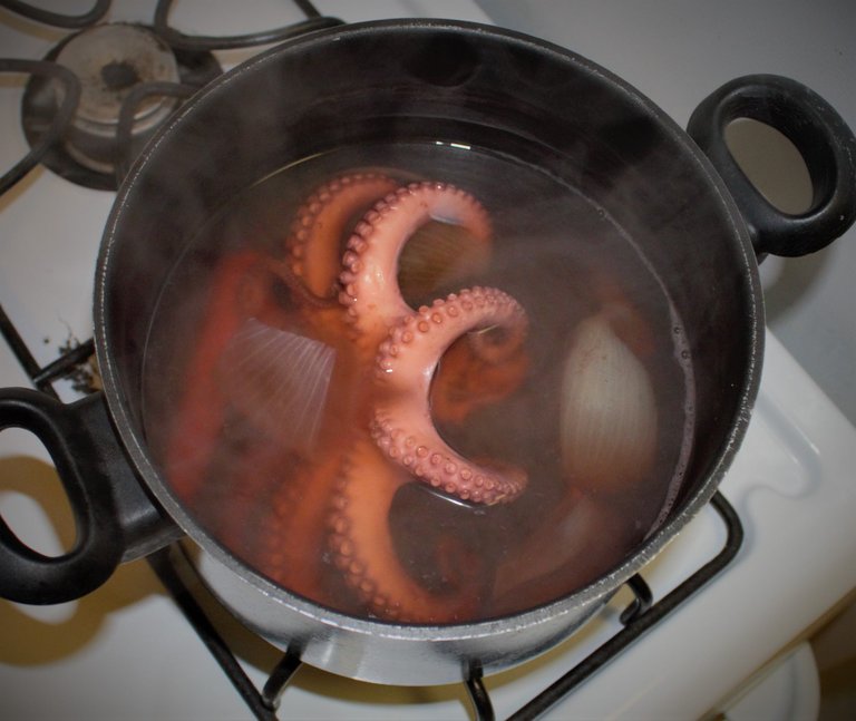 11 octopussy in water.jpg