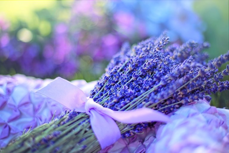 lavender-2482374_960_720.jpg