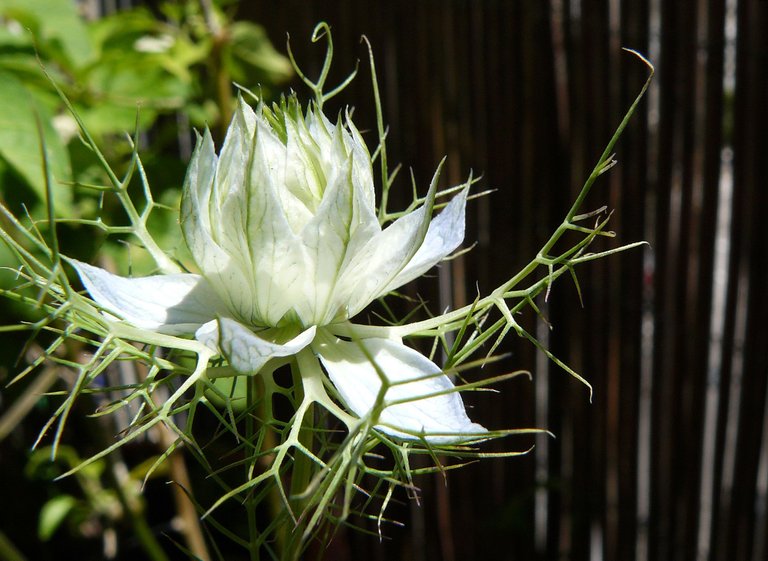 nigella white.jpg