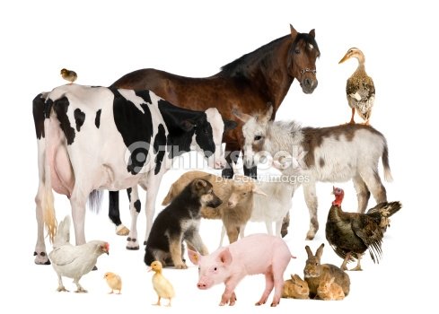 group-of-farm-animals-picture-id483628159.jpg