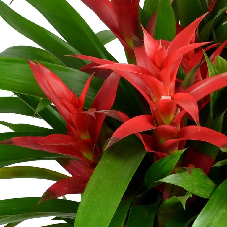 Bromeliad-plant-2.jpg