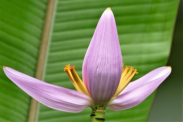 Banana-Flower-Bloom-Tropical-Exotic-Plant-Blossom-3149089.jpg