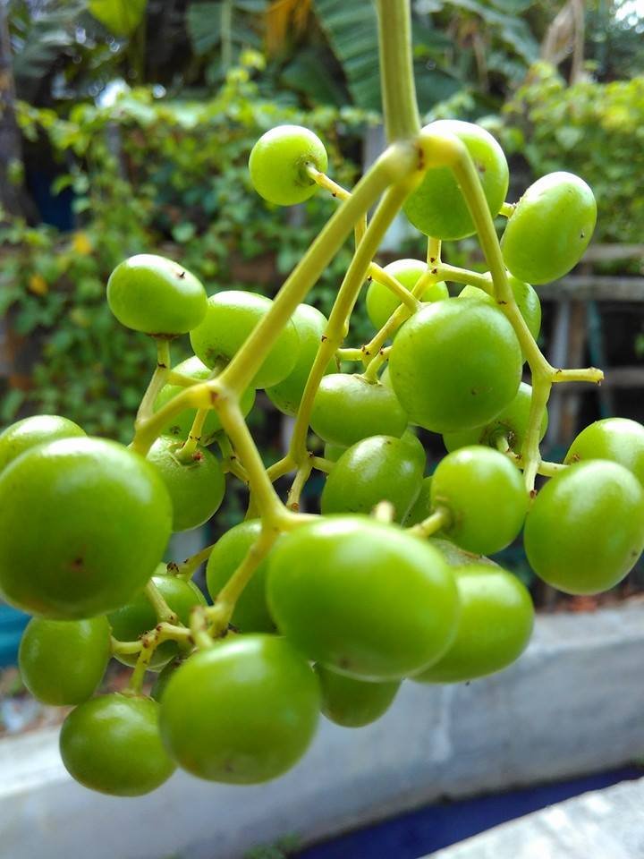 green grape.jpg