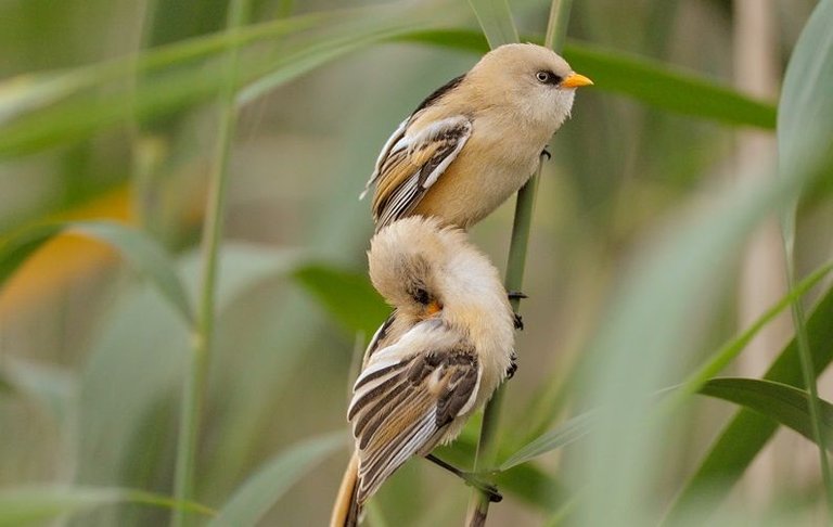 mustakat-siniger-panurus-biarmicus-bearded-parrotbill-wwwBirdsPhotographerCom__Nikolay-Staykov-6761.jpg