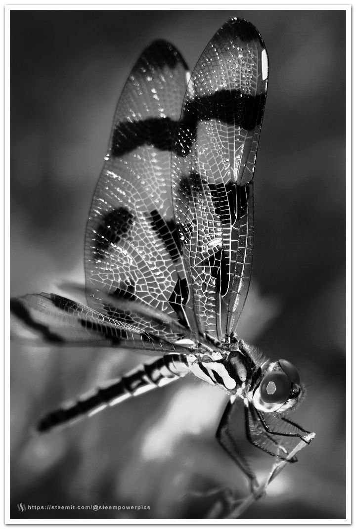 Dragonfly-Macro.jpg