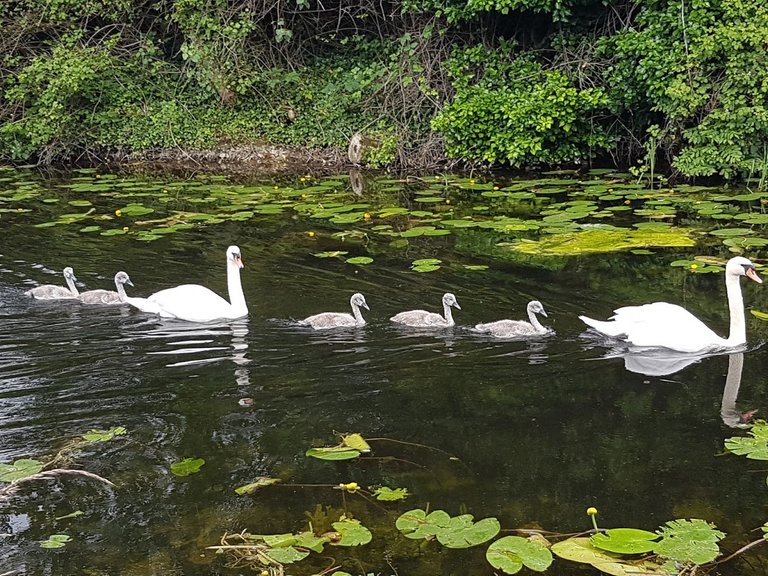 Family of swans.jpg