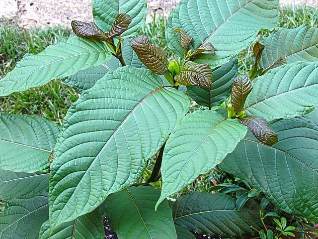 640px-Kratom_tree.jpg